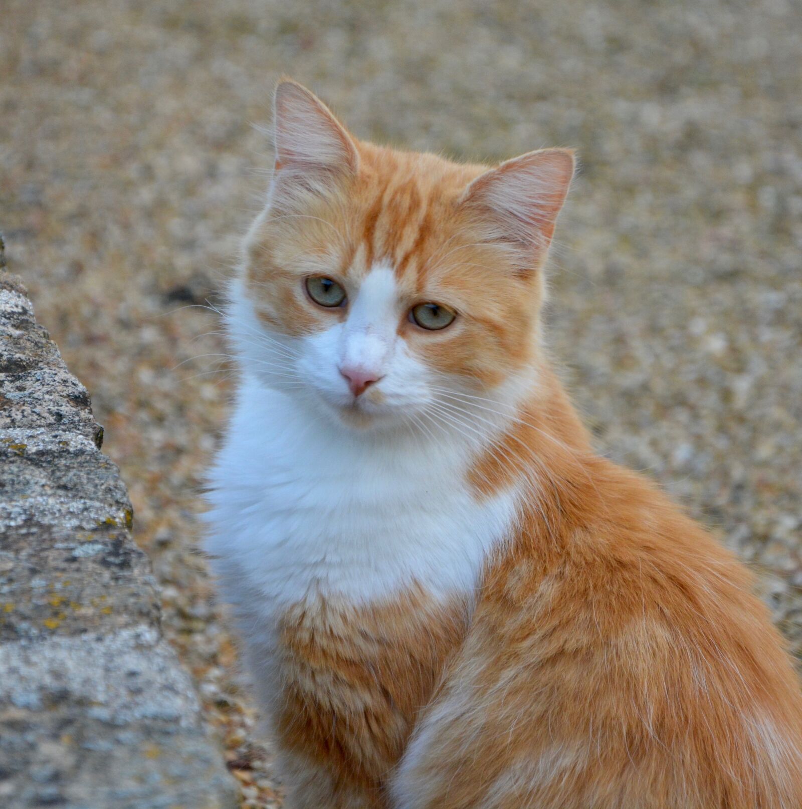 Nikon D5200 sample photo. Cat, feline, red cat photography