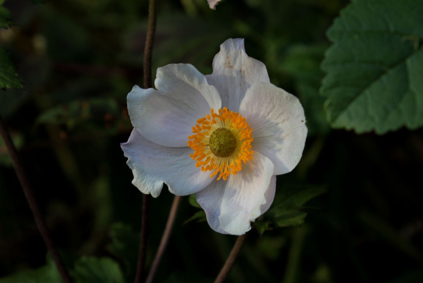 Canon EOS 600D (Rebel EOS T3i / EOS Kiss X5) sample photo. Anemone, autumn, sunlight photography
