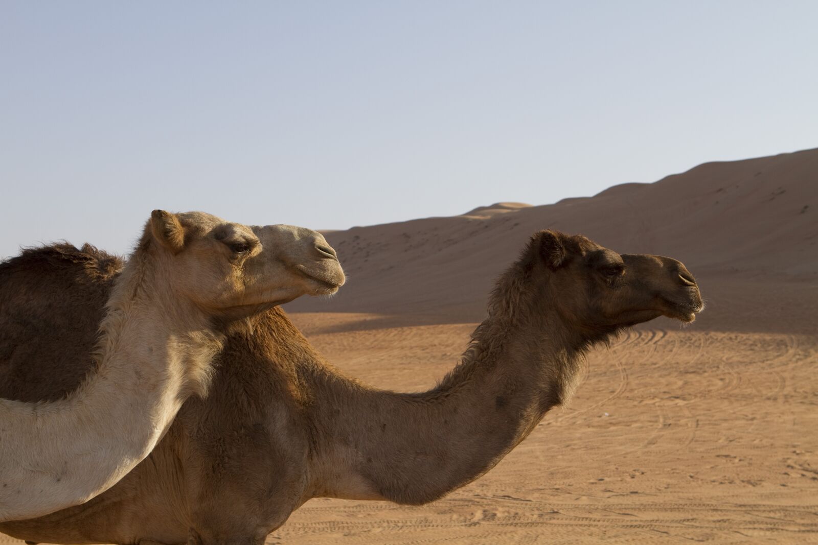 Canon EOS 7D sample photo. Camel, camels, sand photography