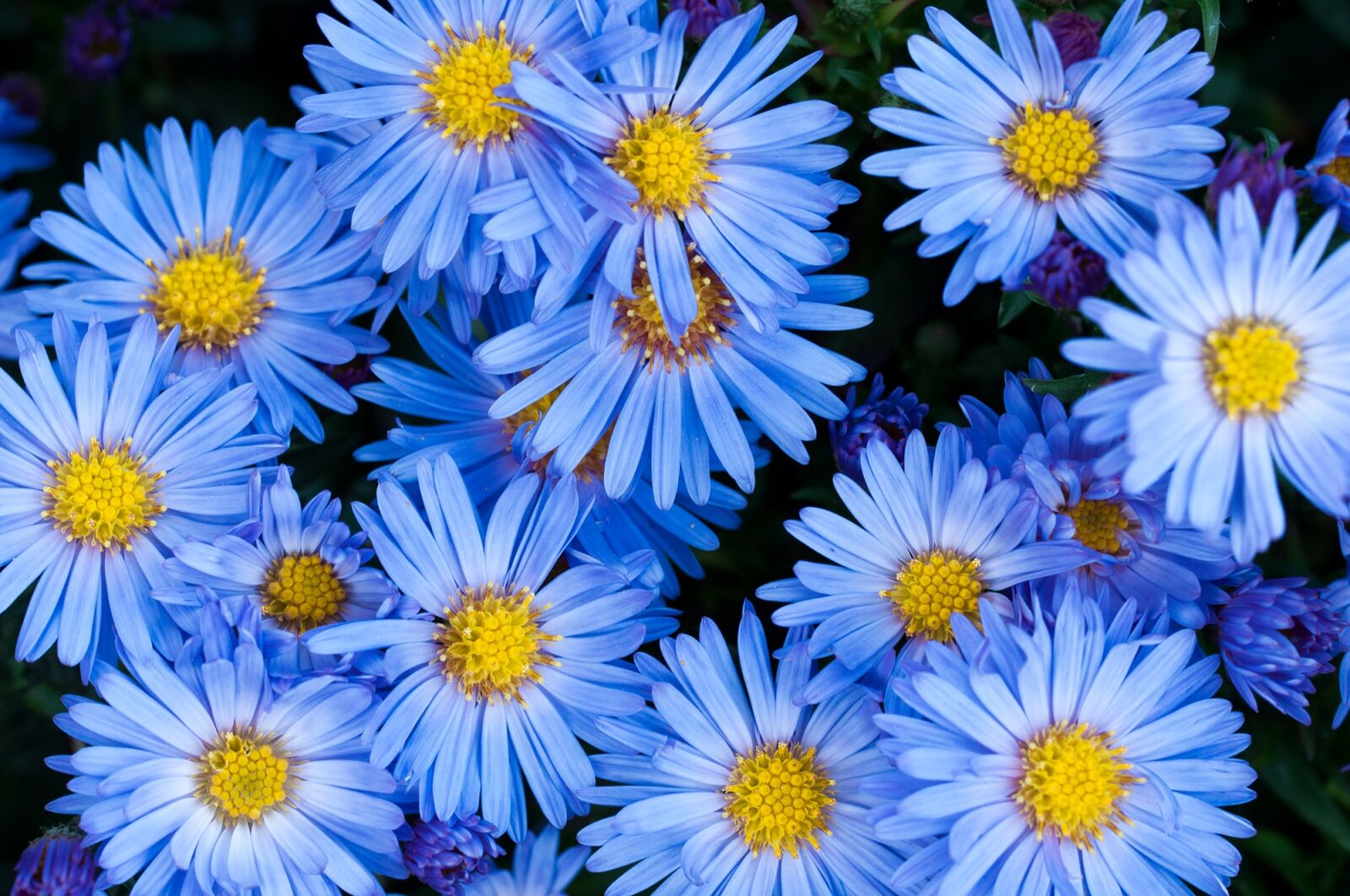 Nikon D90 sample photo. Flowers, asters, blue photography