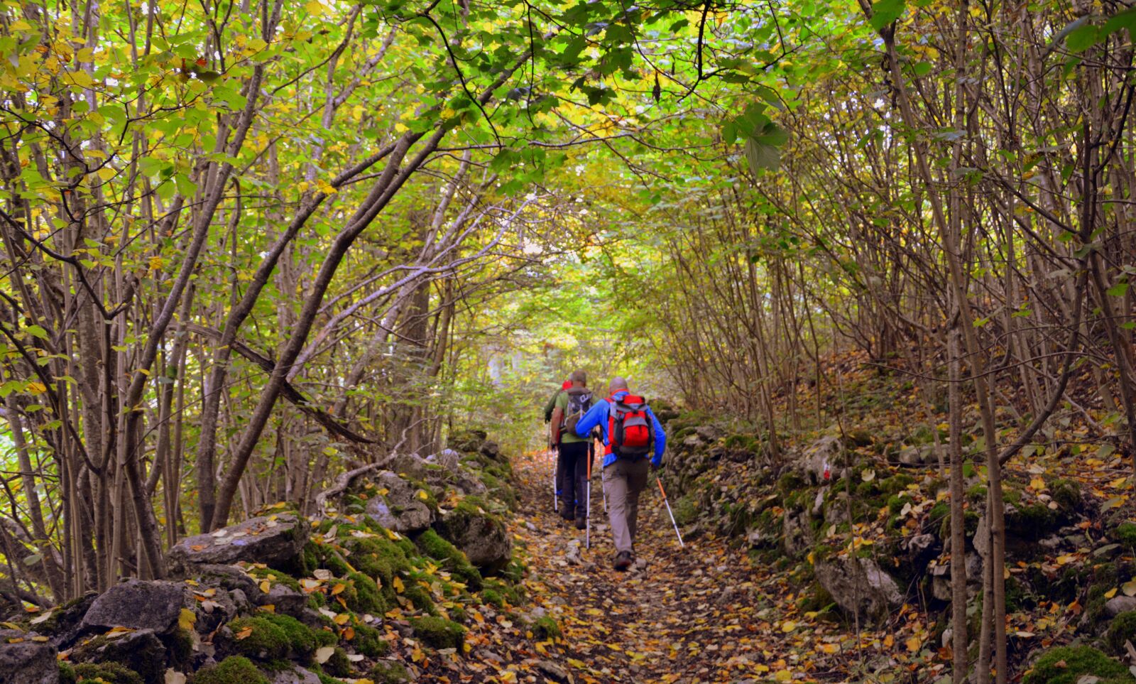 Nikon D7100 sample photo. Excursion, forest, autumn photography