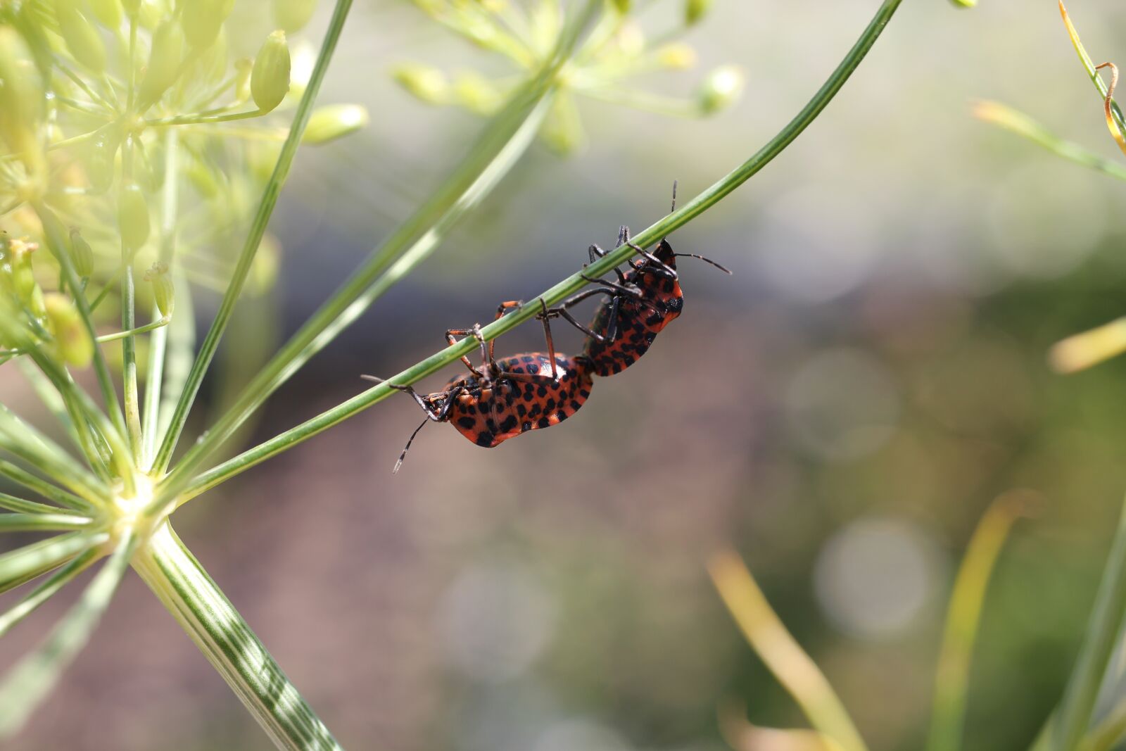 Canon EOS 550D (EOS Rebel T2i / EOS Kiss X4) sample photo. Fire bugs, pairing, plant photography