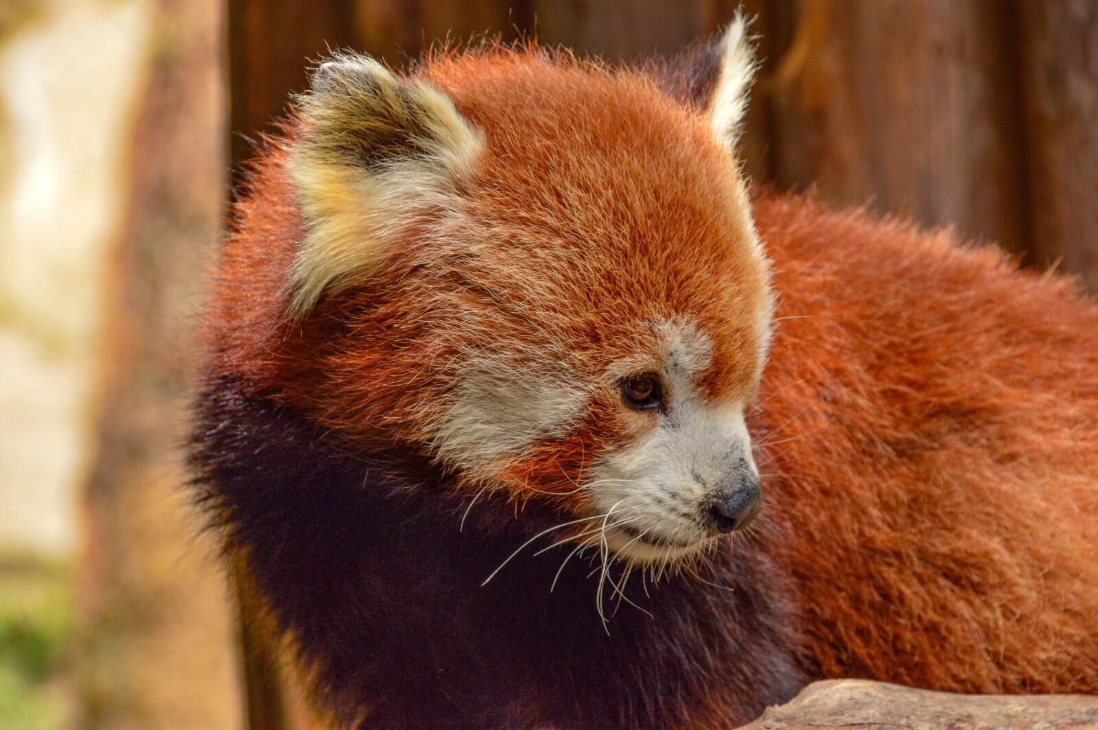 Nikon D3200 sample photo. Red panda, animal, cute photography