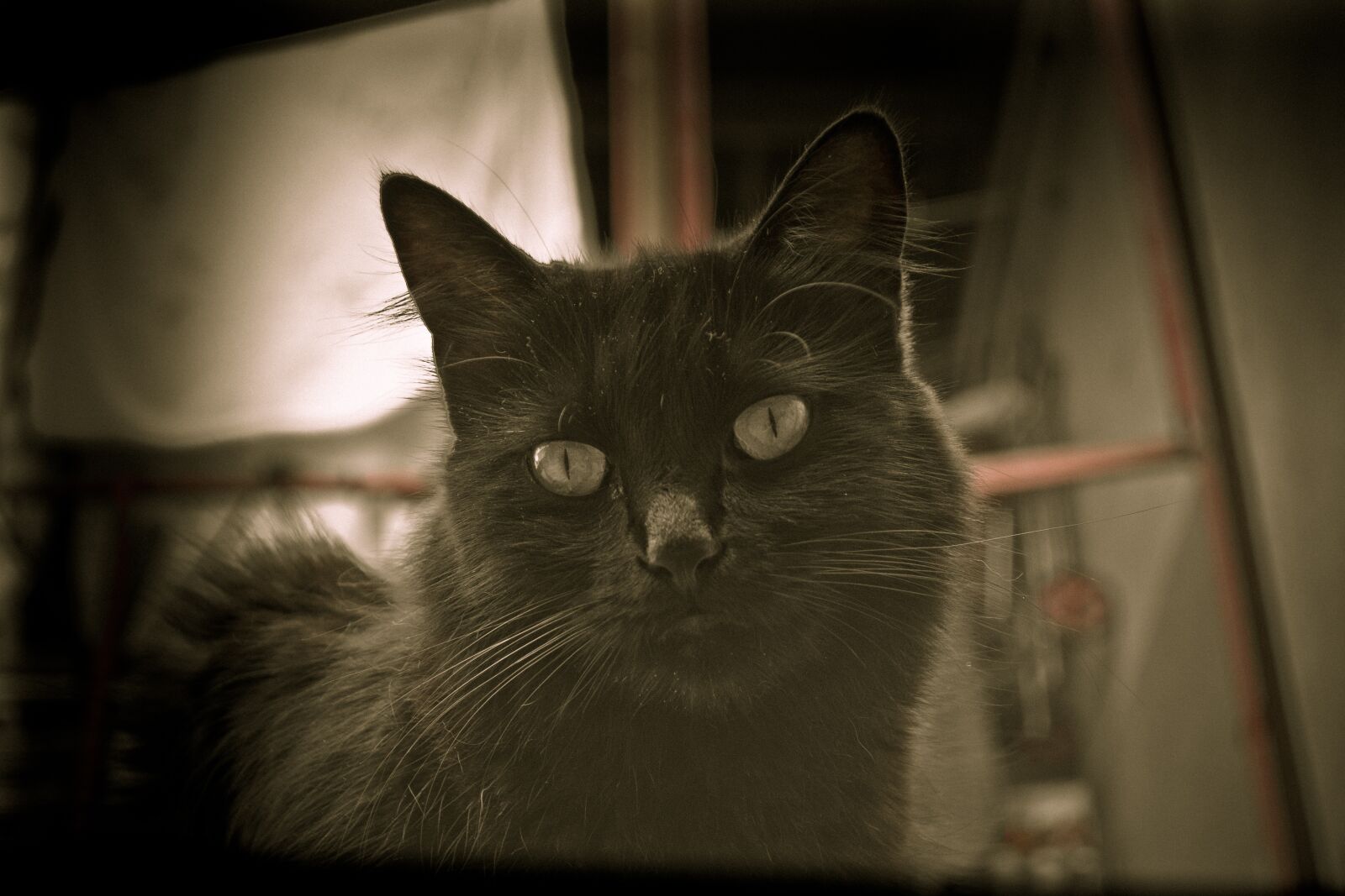Nikon D3100 sample photo. Animal, cat, portrait photography