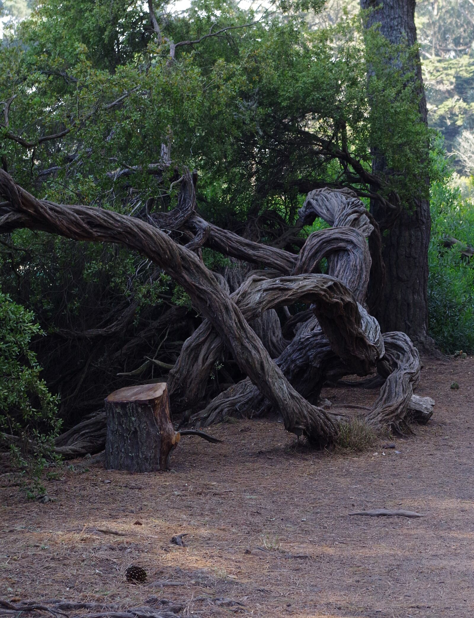 Pentax K-50 sample photo. Tree, nature, landscape photography