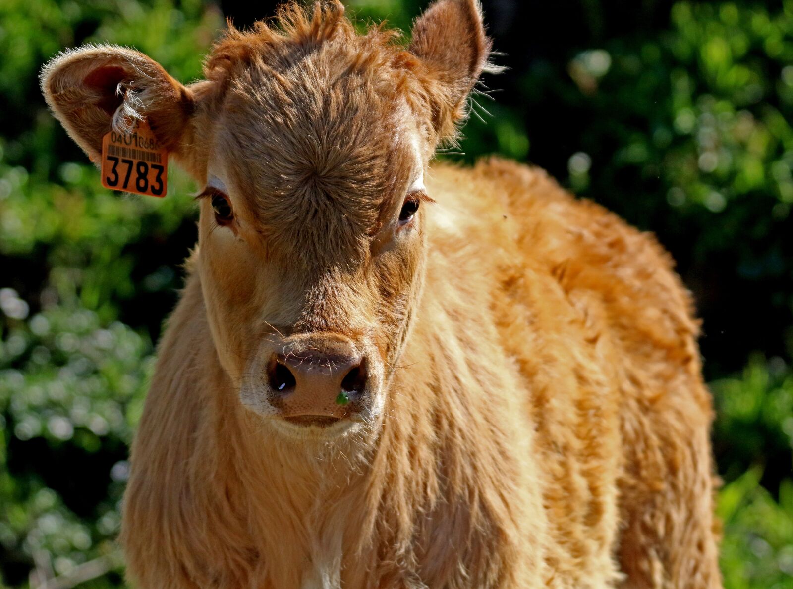 Canon EOS 7D Mark II sample photo. Calf, rocio spain, russet photography