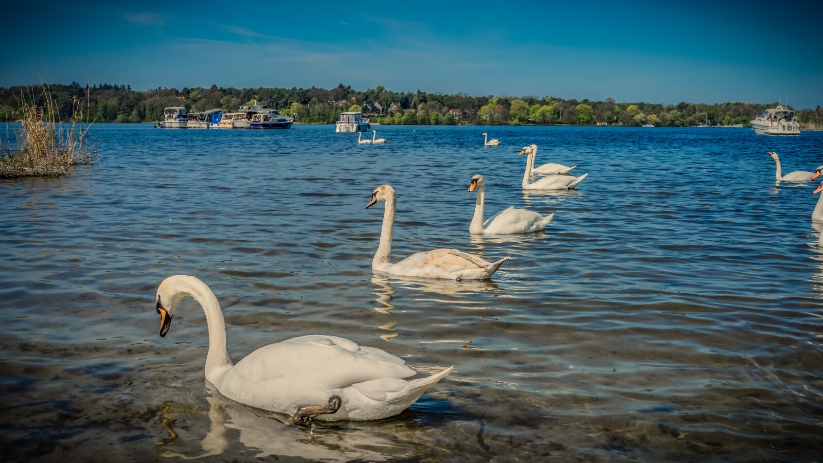 Sony a7 II + Sony FE 28-70mm F3.5-5.6 OSS sample photo. Swan, bank, beach photography