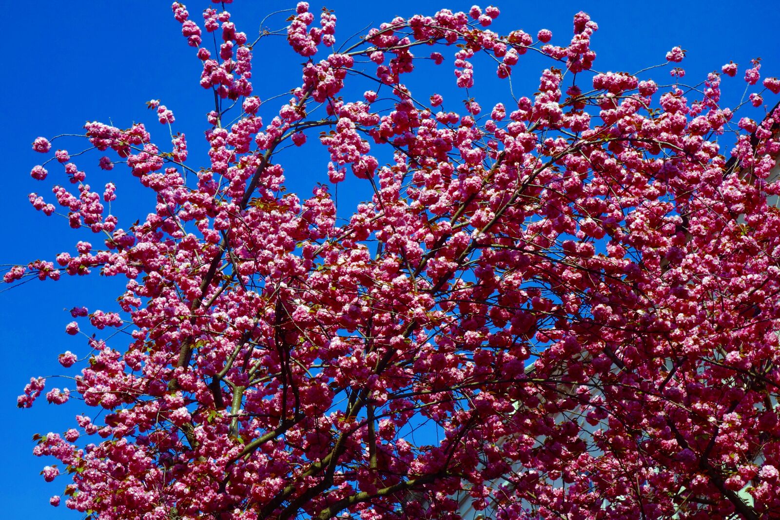 Sony Cyber-shot DSC-RX100 sample photo. Cherry tree, cherry blossom photography