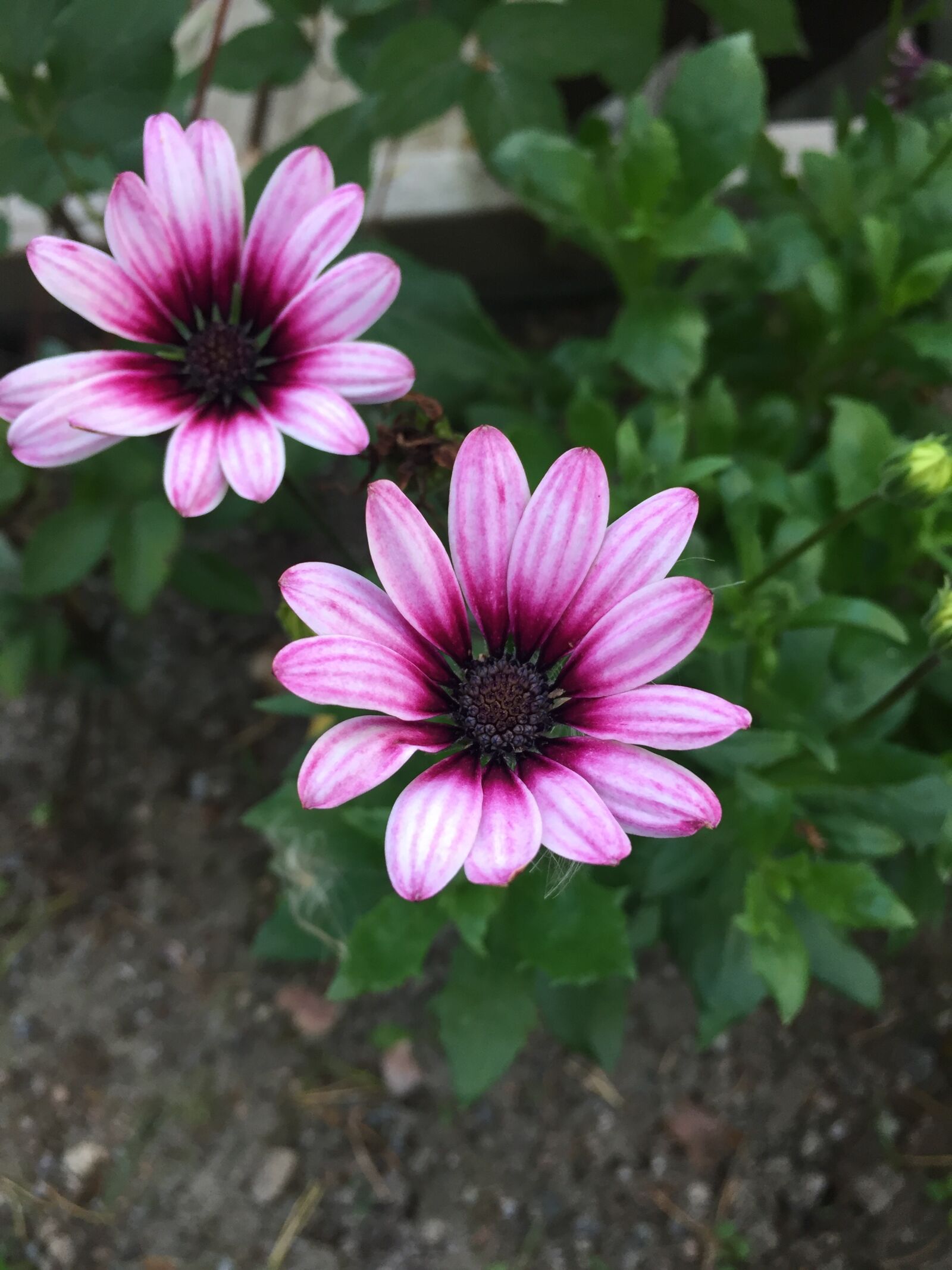 Apple iPhone 6 sample photo. Flower, plant, garden photography