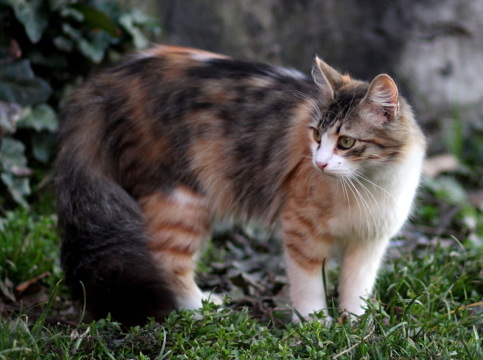 Canon EOS 700D (EOS Rebel T5i / EOS Kiss X7i) + Canon EF 85mm F1.8 USM sample photo. Cat, coloring, pet photography