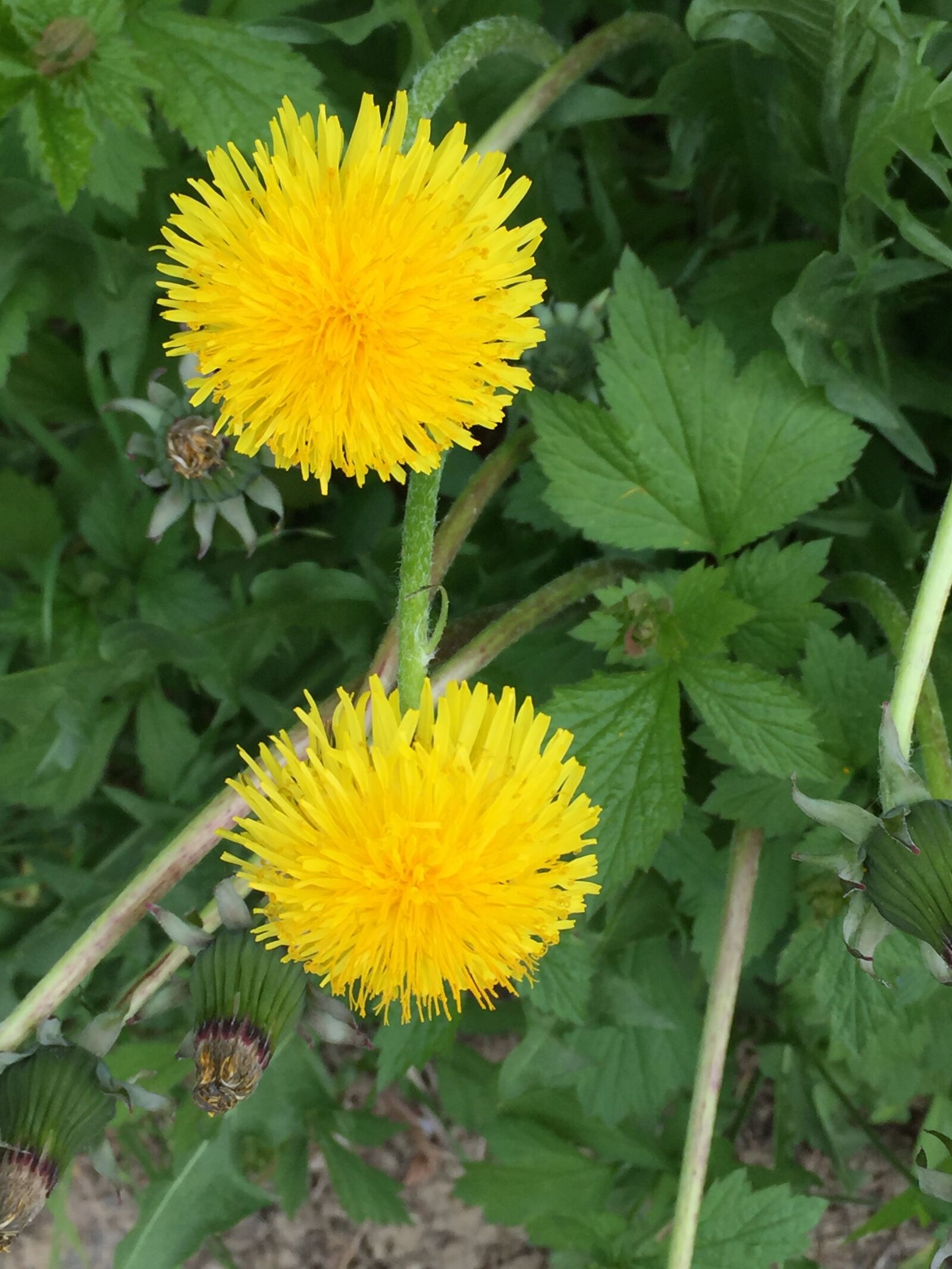 Apple iPhone 6 sample photo. Dandelion, blossom, bloom photography