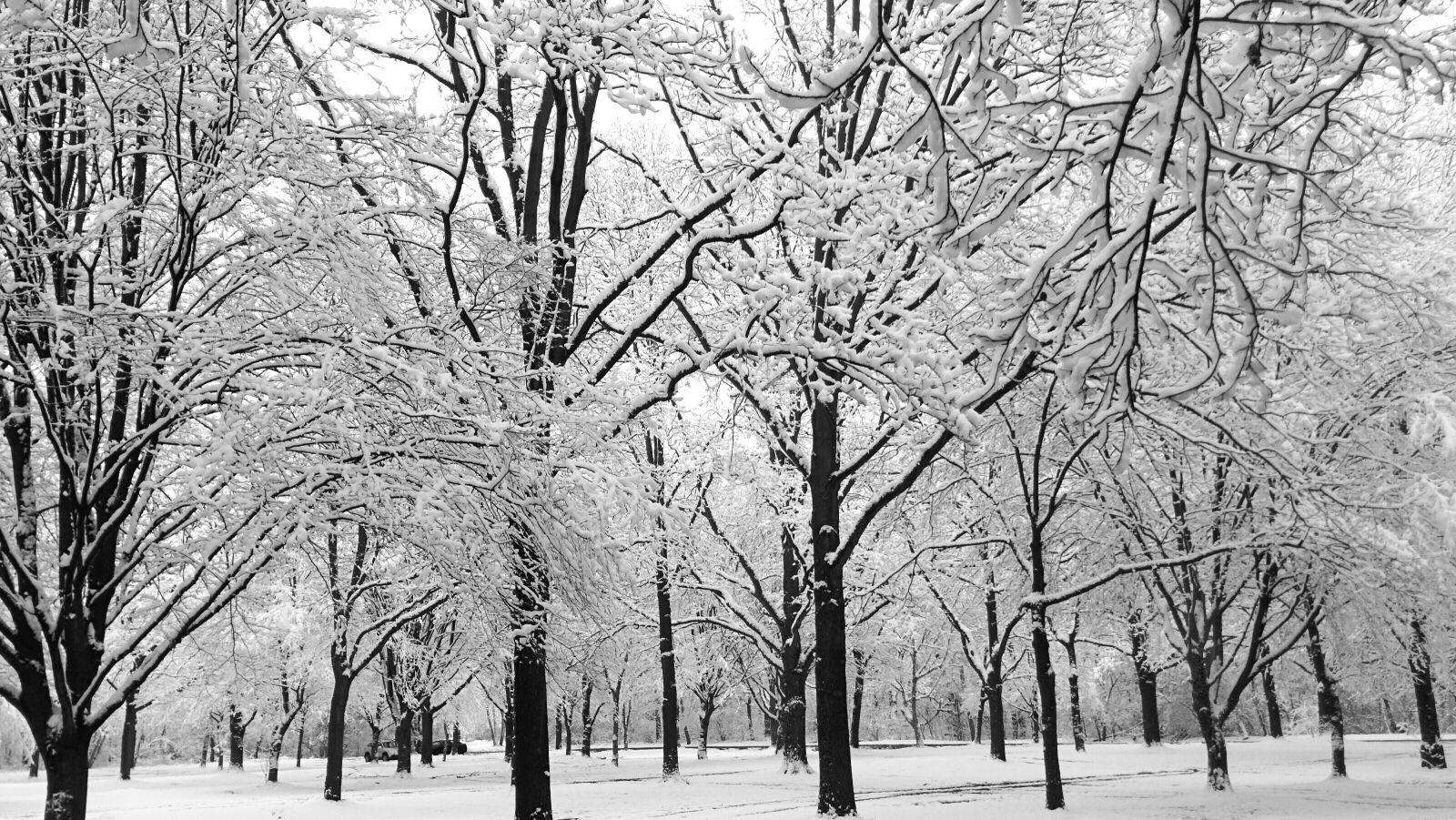 LG Nexus 5 sample photo. Forest, snow, trees, winter photography