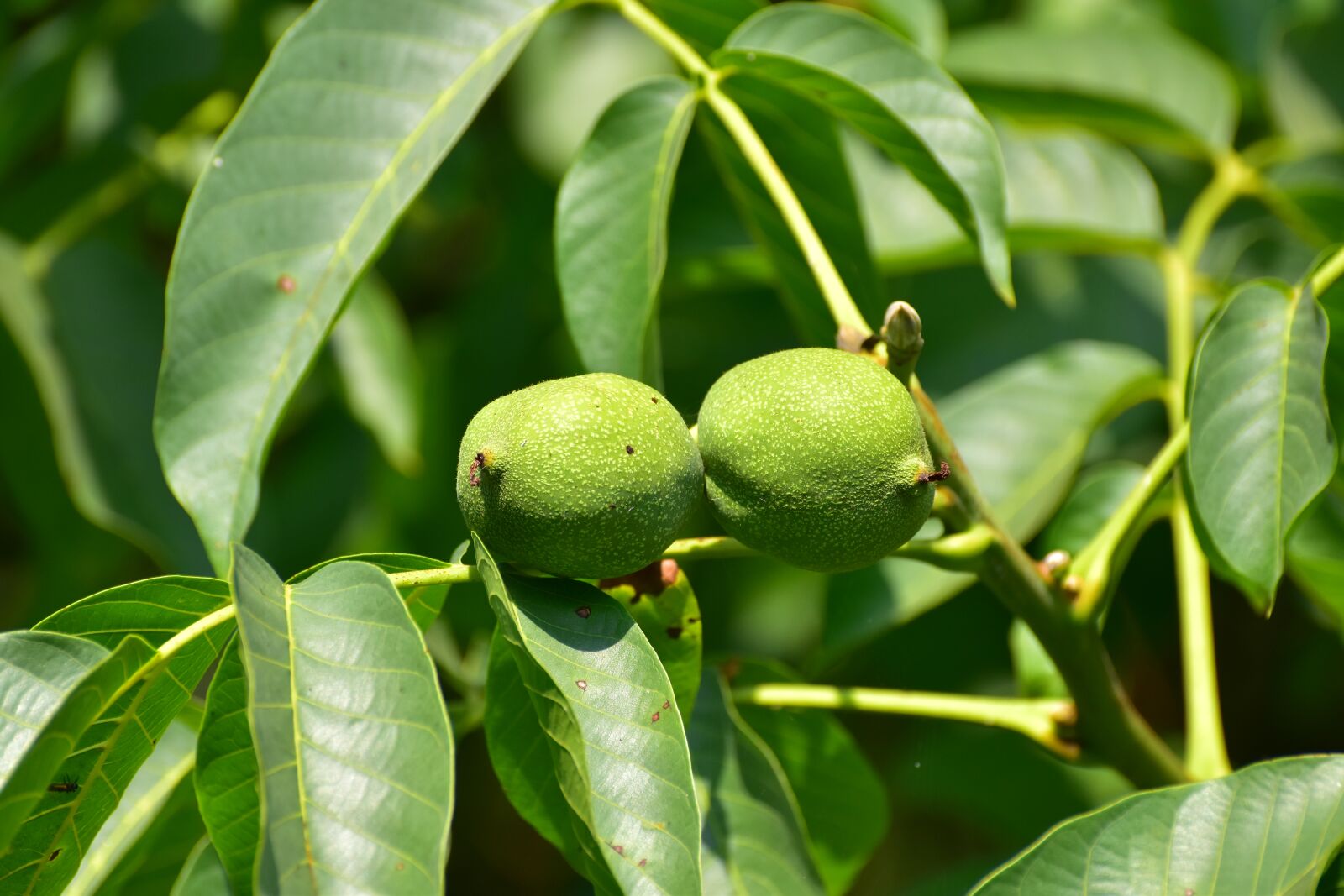 Nikon D5600 sample photo. Tree, walnut, nature photography