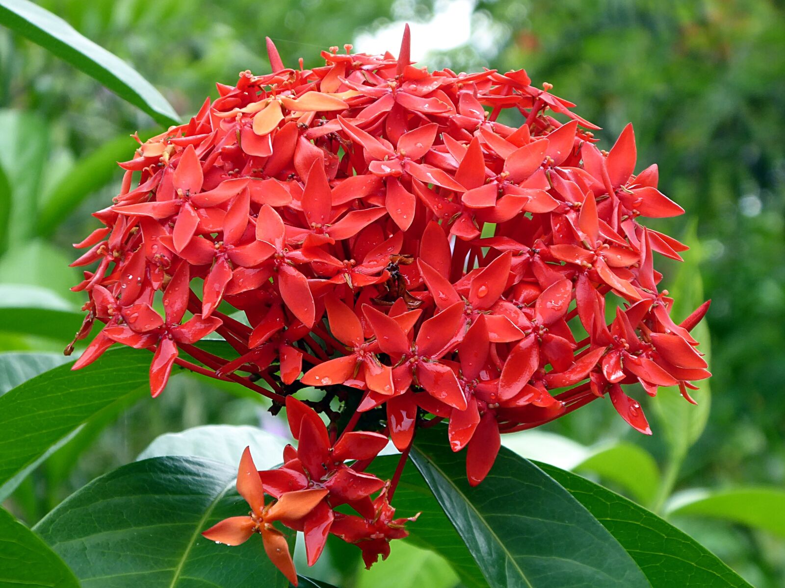 Panasonic Lumix DMC-ZS50 (Lumix DMC-TZ70) sample photo. Flower, red, plant photography
