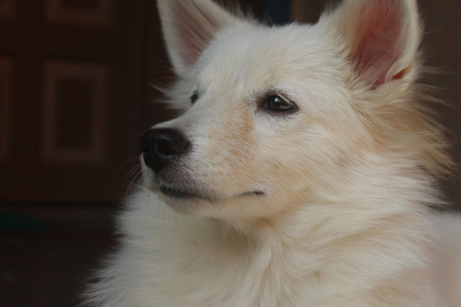 Canon EOS 1300D (EOS Rebel T6 / EOS Kiss X80) sample photo. Dog, canine, mammal photography