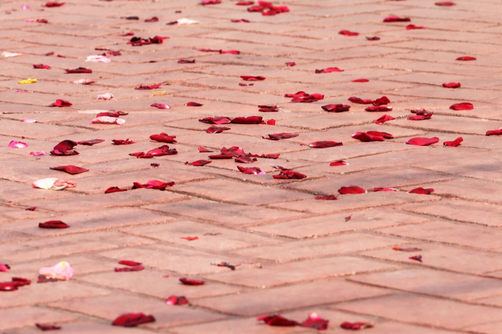 Canon EF 70-300 F4-5.6 IS II USM sample photo. Corpus christi feast, rose photography