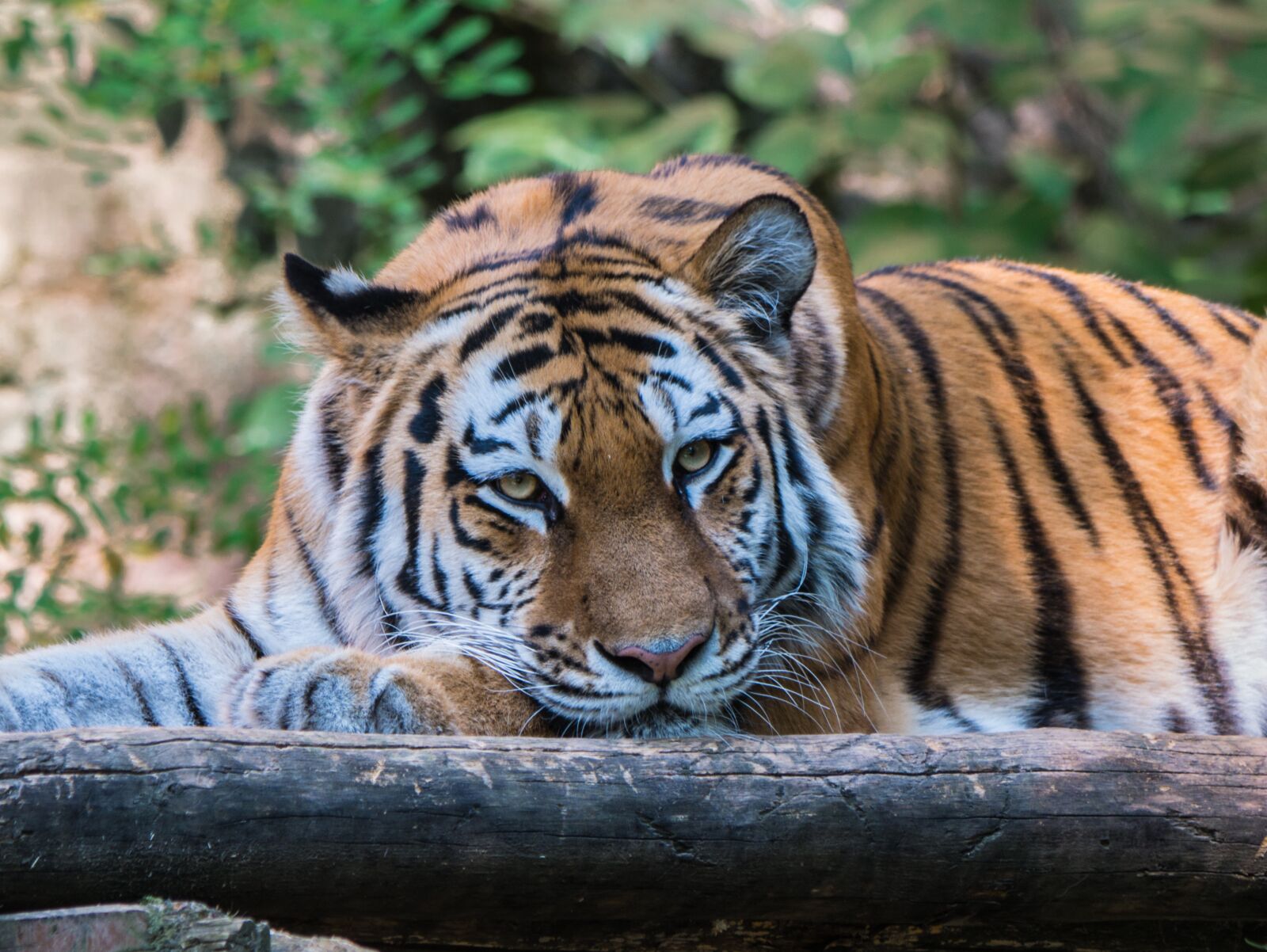 LUMIX G VARIO 100-300/F4.0-5.6II sample photo. Tiger, big cat, tiger photography