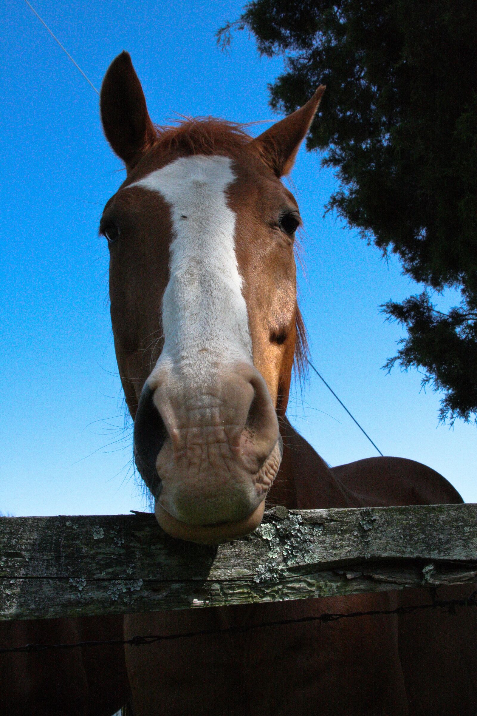 Canon EOS 40D sample photo. Animal, nature, horse photography
