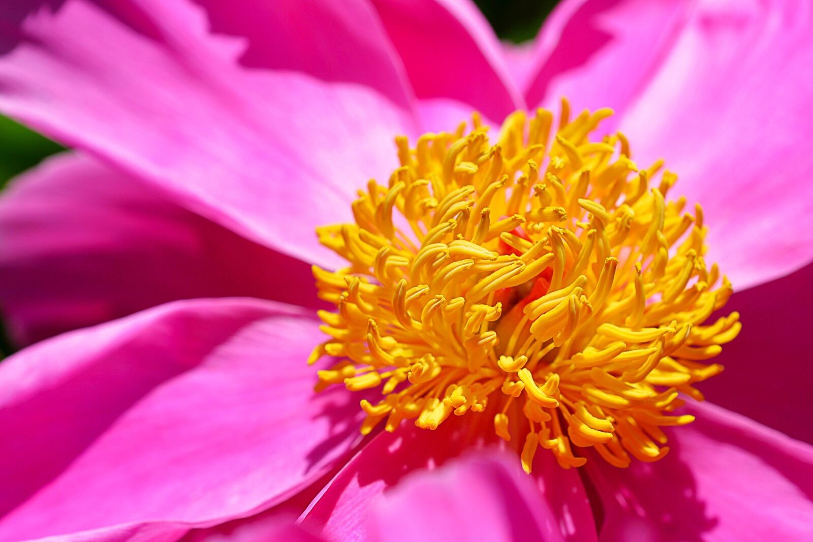 Nikon D7100 sample photo. Macro, flower, petals photography