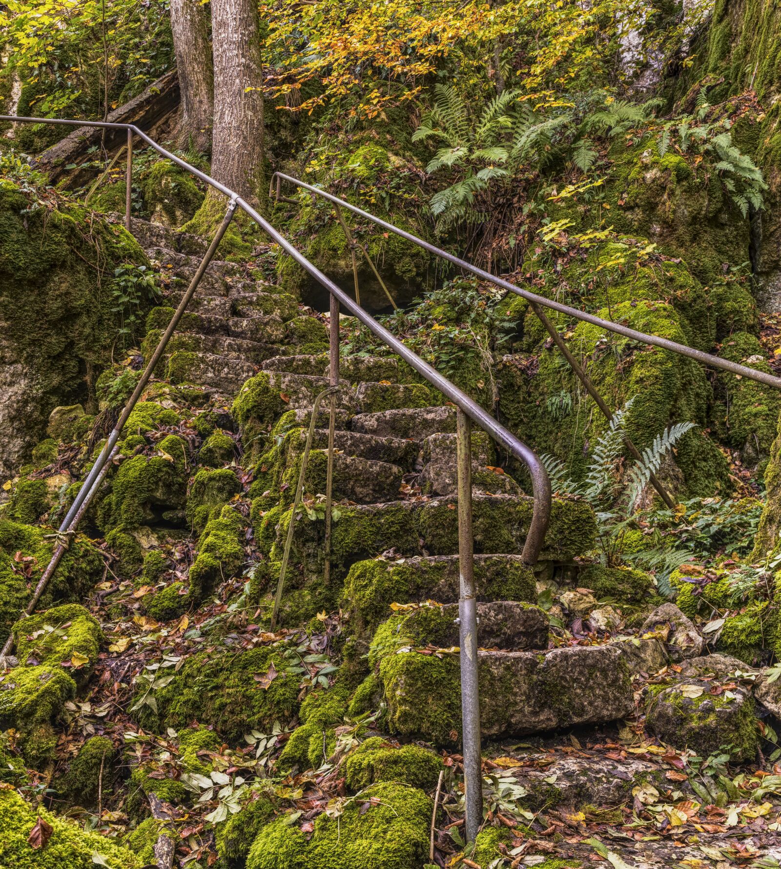 Sony a6300 + Sigma 30mm F2.8 EX DN sample photo. Stairs, overgrown, old photography