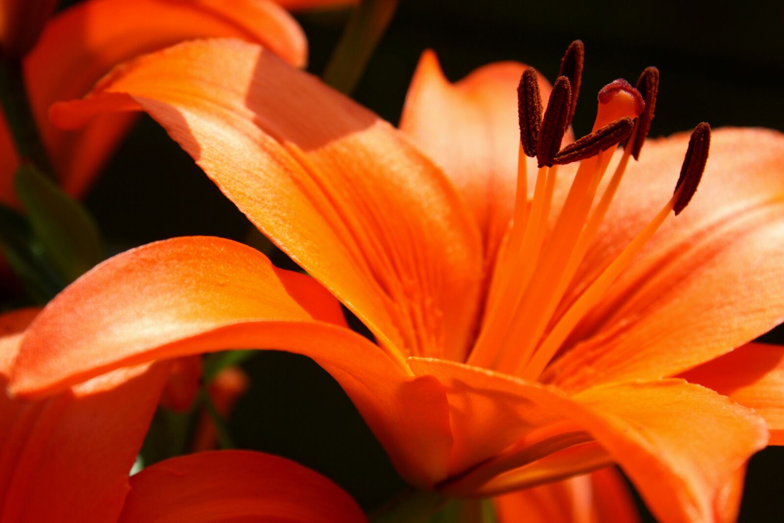Canon EOS 1000D (EOS Digital Rebel XS / EOS Kiss F) sample photo. Lily, orange, flora photography