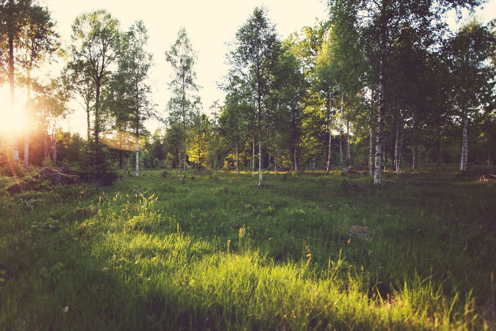 Canon EOS 6D sample photo. Sun rays, grass, trees photography