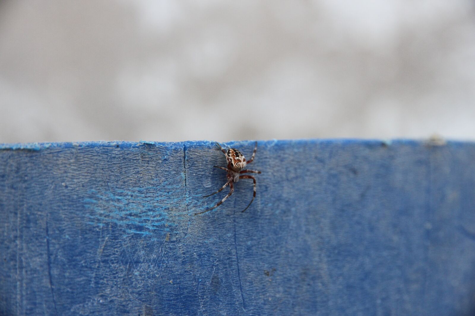 Canon EOS 7D sample photo. Spider, arachnids, predator photography