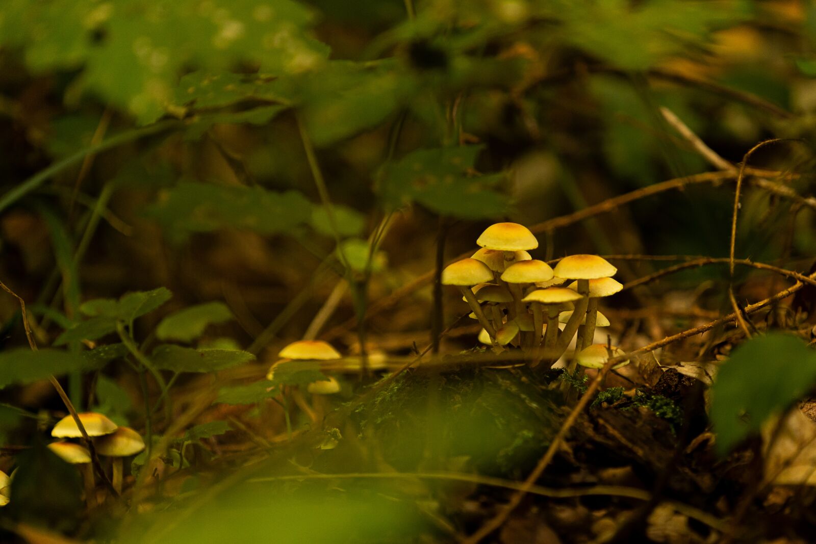 Sony FE 70-200mm F4 G OSS sample photo. Nature, forest, mushrooms photography