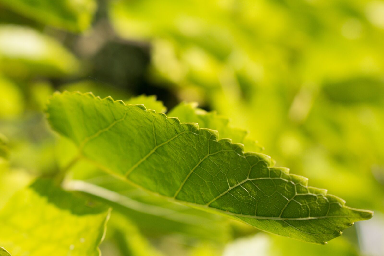 Canon EOS 650D (EOS Rebel T4i / EOS Kiss X6i) sample photo. Leaf, nature, plant photography