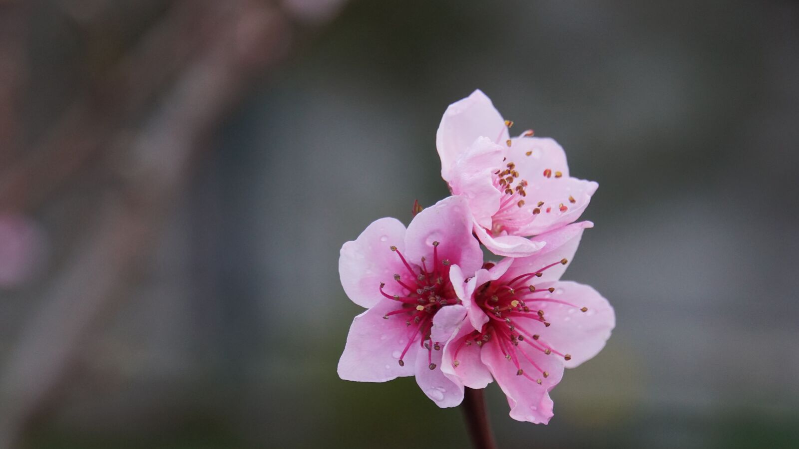 Sony a6000 sample photo. Peach tree, spring, pink photography
