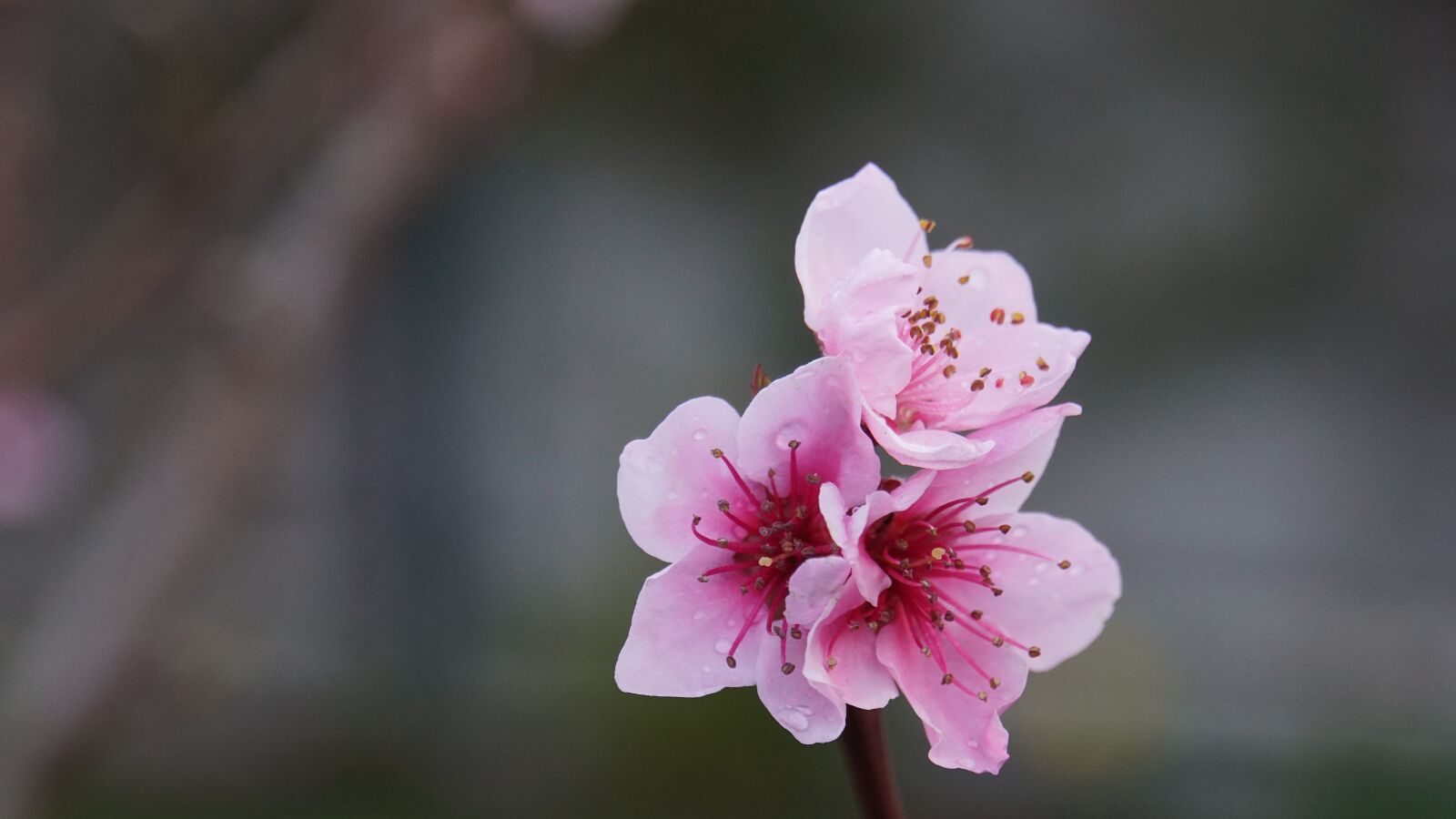 Sony E 18-200mm F3.5-6.3 OSS LE sample photo. Peach tree, spring, pink photography