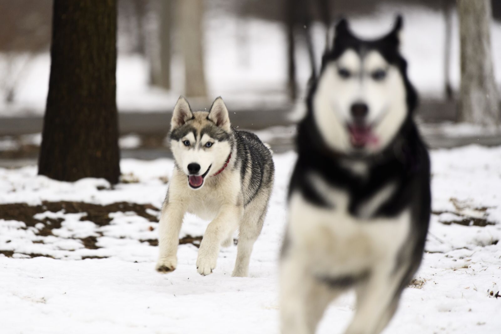 Nikon D5 sample photo. Dog, canine, mammal photography