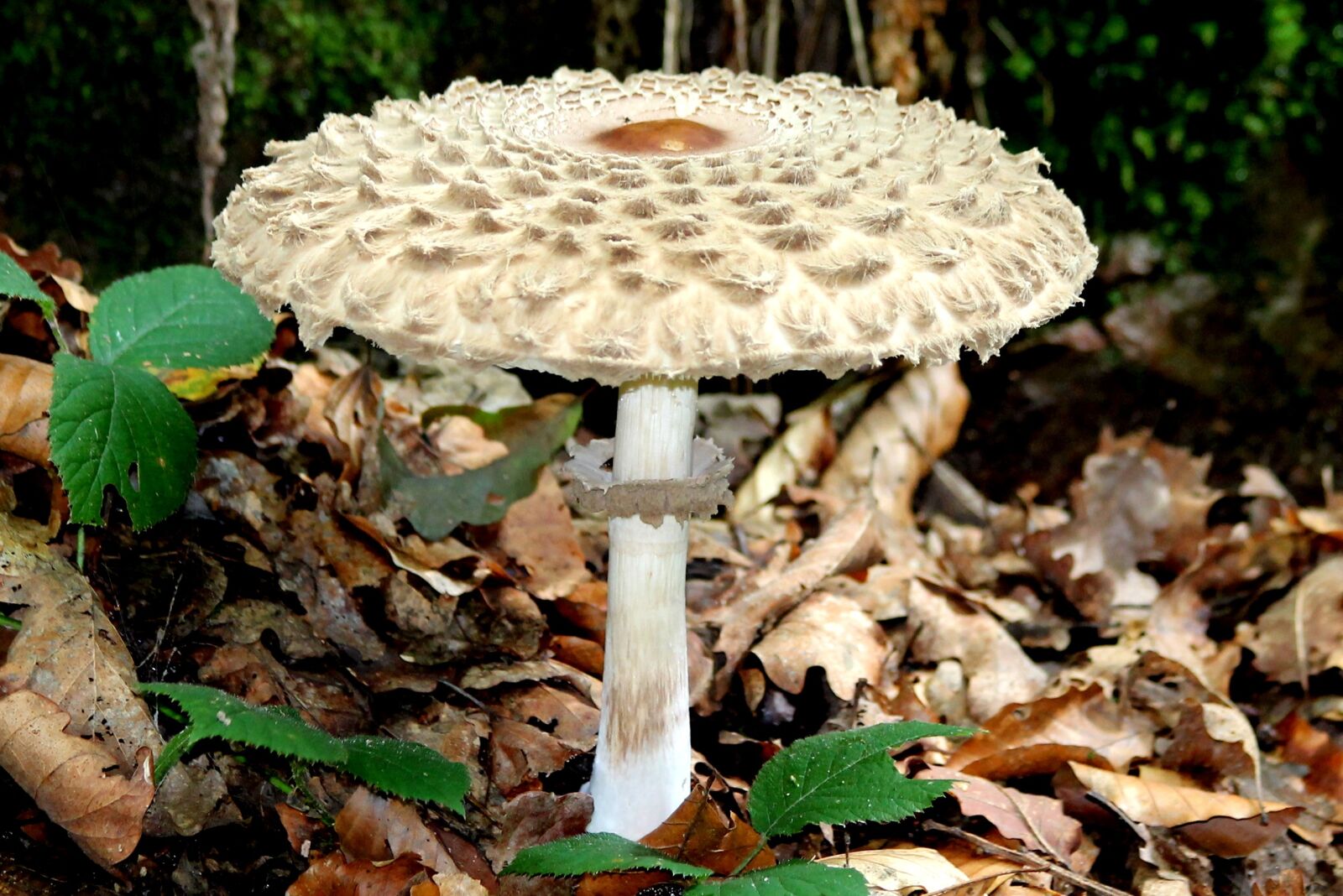 Canon EF 70-300mm F4-5.6 IS USM sample photo. Mushroom, forest, mushroom picking photography