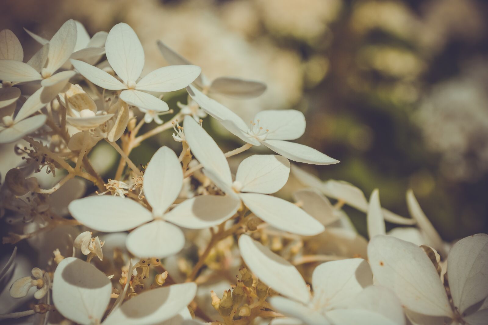 Nikon D3200 sample photo. Tenderness, spring, flowers photography
