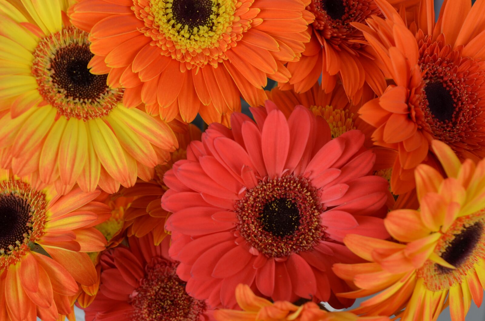 Nikon D5100 sample photo. Transvaal daisy, flowers, gerberas photography