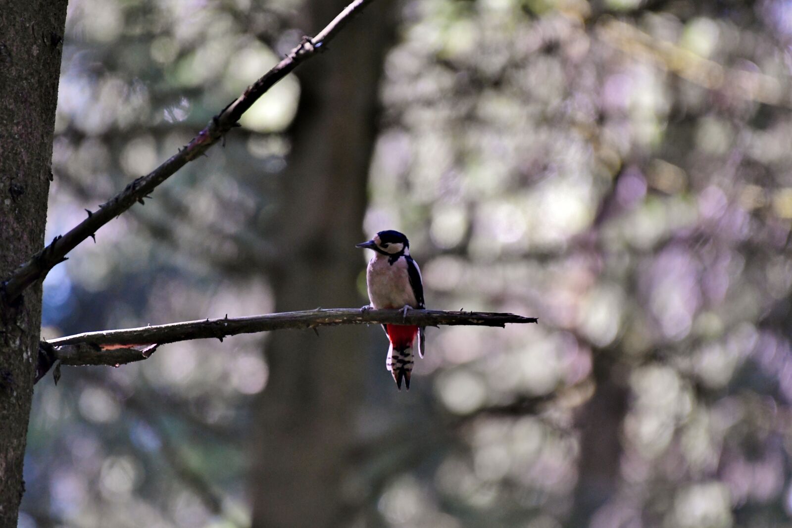 Nikon D500 sample photo. Spotted woodpecker, bird, forest photography