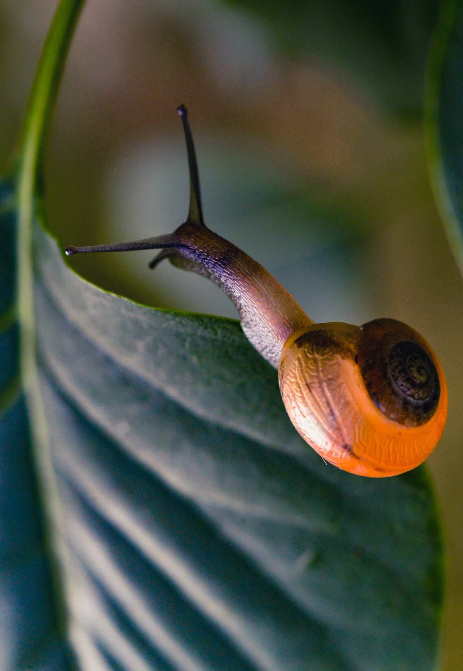 Nikon D610 sample photo. Snail, crawl, bright photography