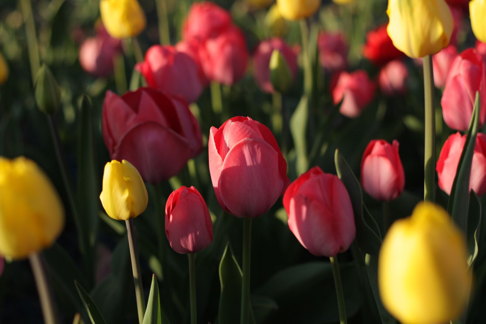 Canon EOS 450D (EOS Rebel XSi / EOS Kiss X2) sample photo. Flowers, tulips, spring photography