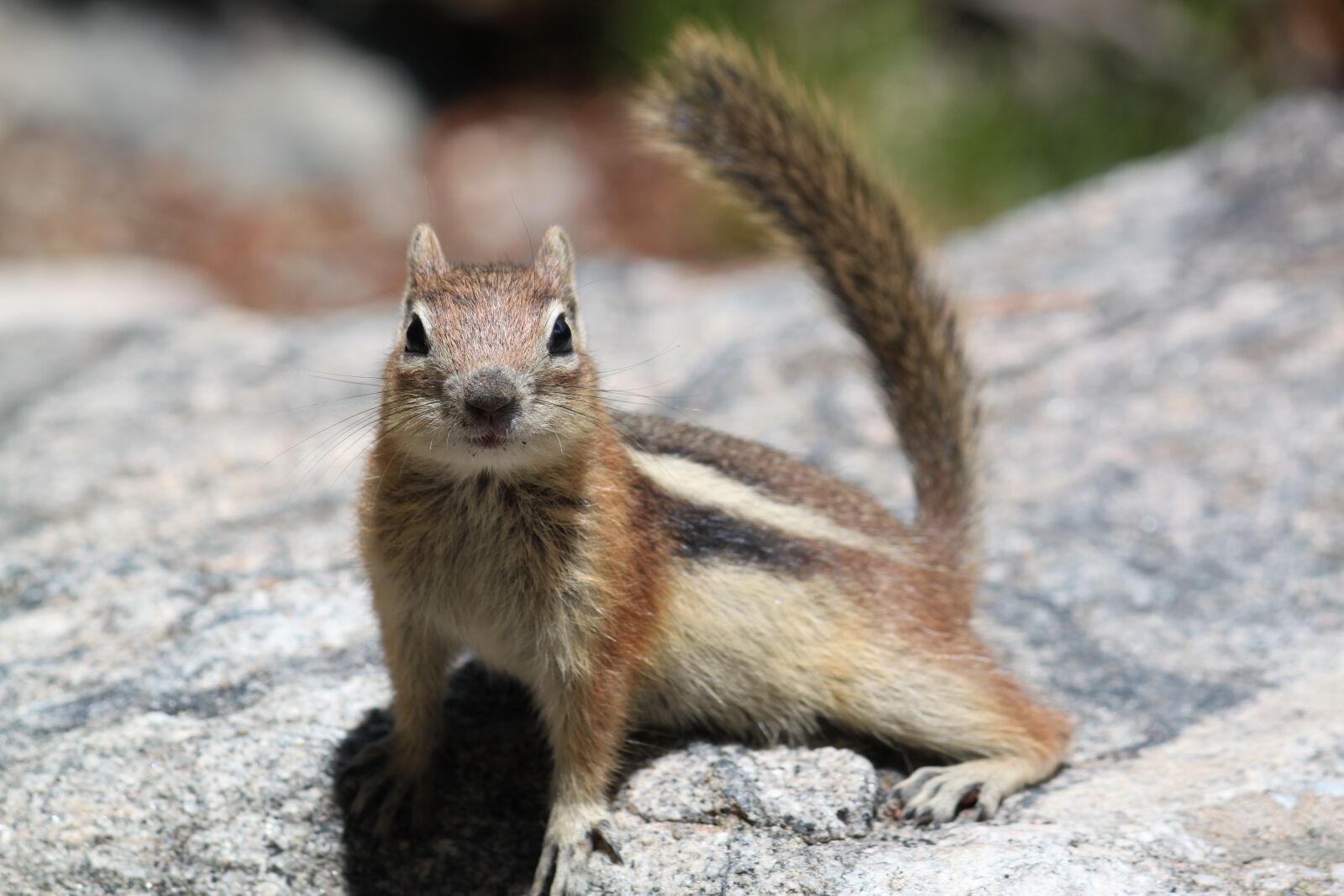 Canon EOS 500D (EOS Rebel T1i / EOS Kiss X3) sample photo. Squirrel, nature, colorado photography