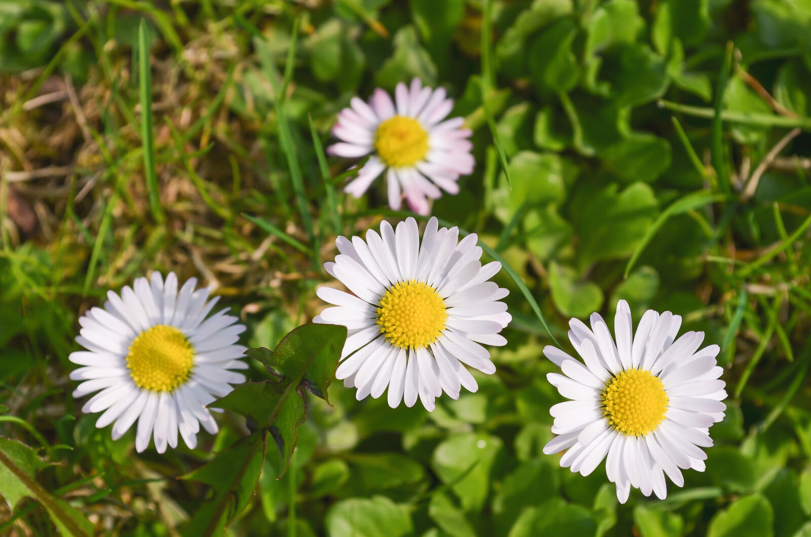 Nikon D5100 sample photo. Beautiful, flowers, daisies, flowers photography