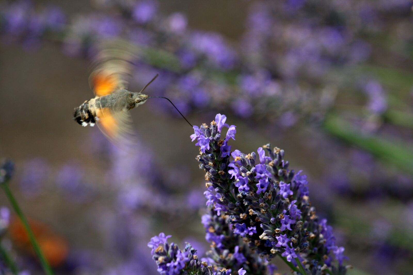 Canon EOS 1000D (EOS Digital Rebel XS / EOS Kiss F) sample photo. Hummingbird hawk moth, lavender photography