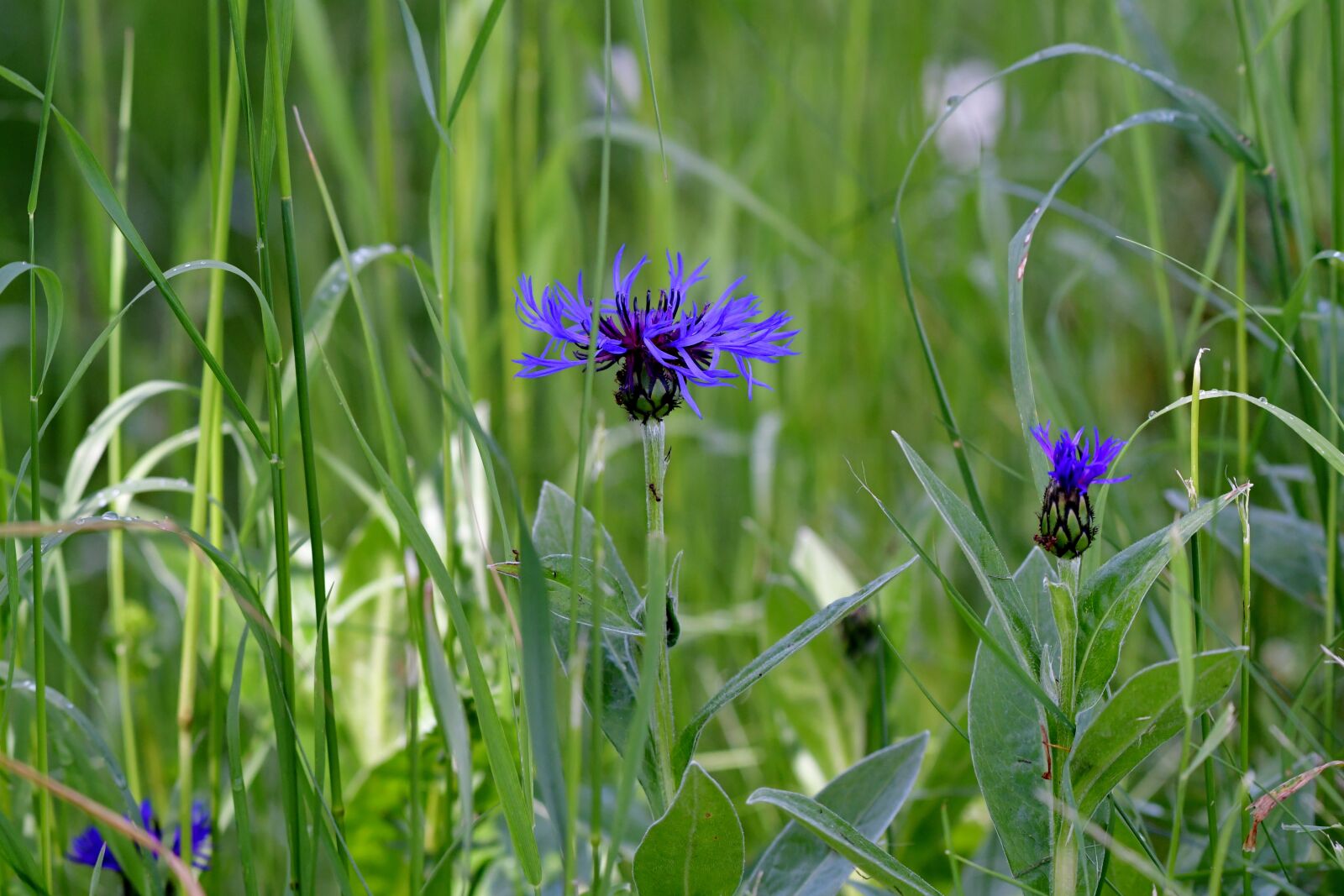 Nikon D500 sample photo. Cornflowers, blue, nature photography