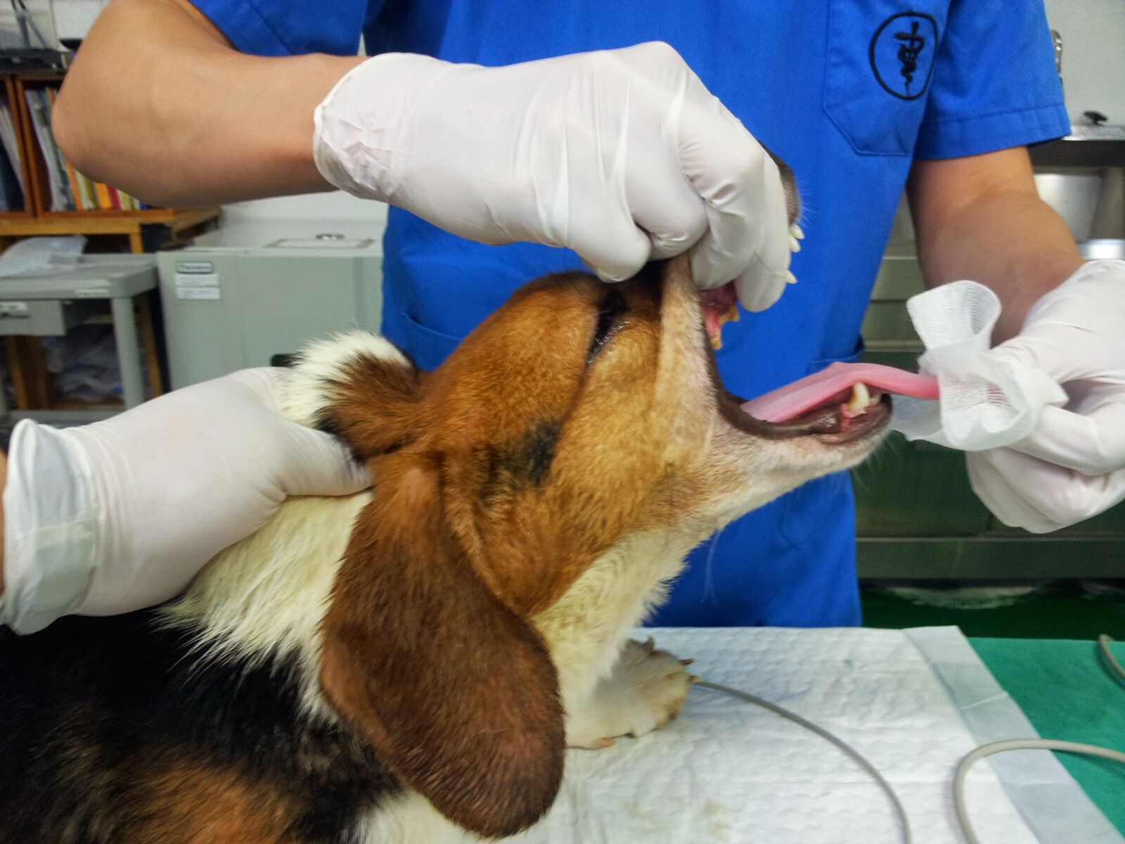 Samsung Galaxy Note sample photo. Dog, intubation, position photography