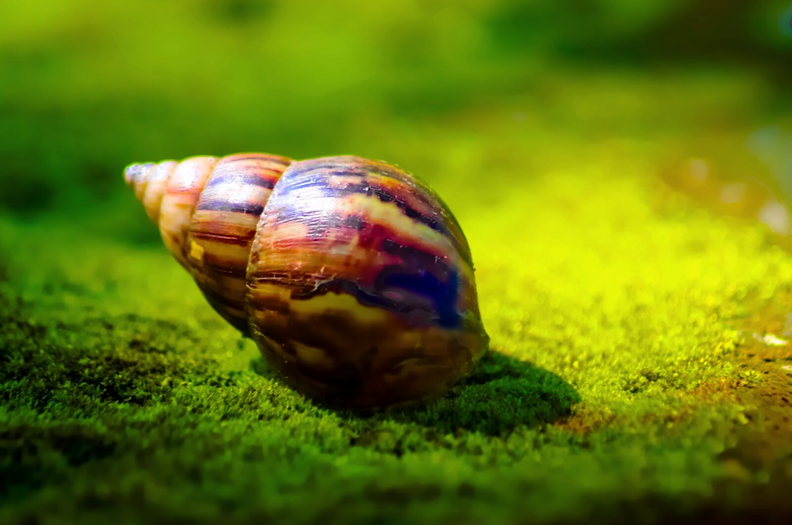 Nikon D3100 sample photo. Snail, shell, animal photography