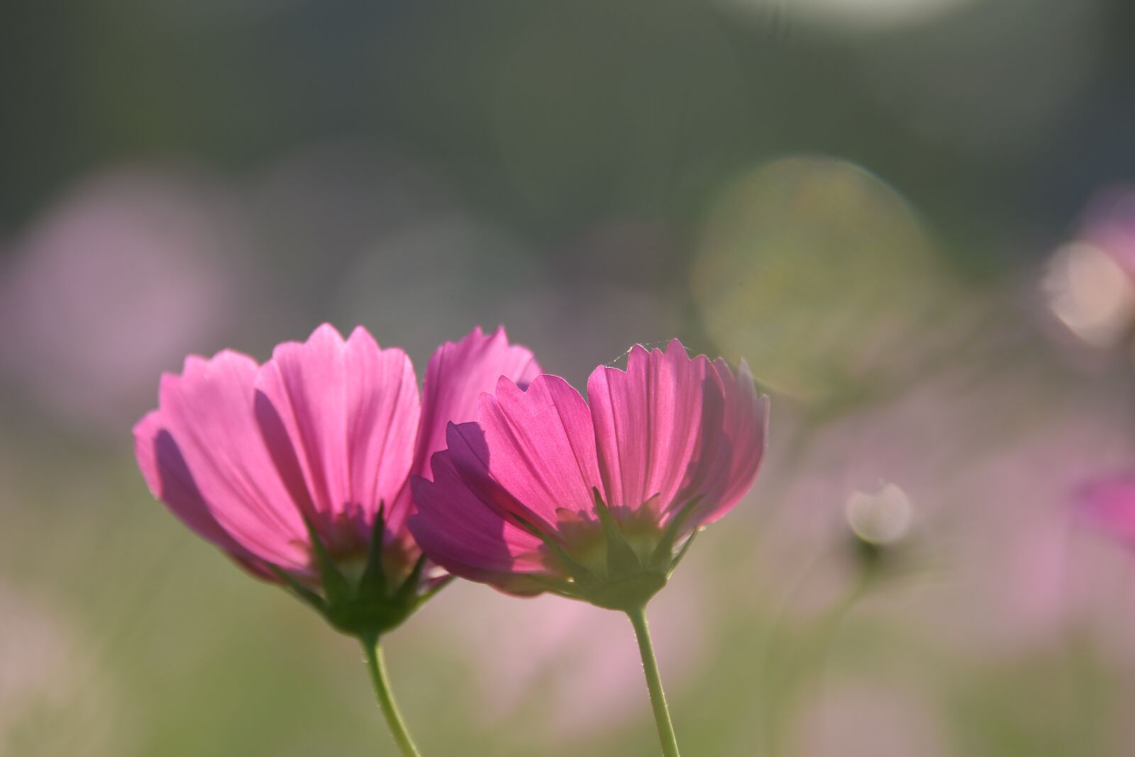 Nikon D7200 sample photo. Flower, nature, blossom photography