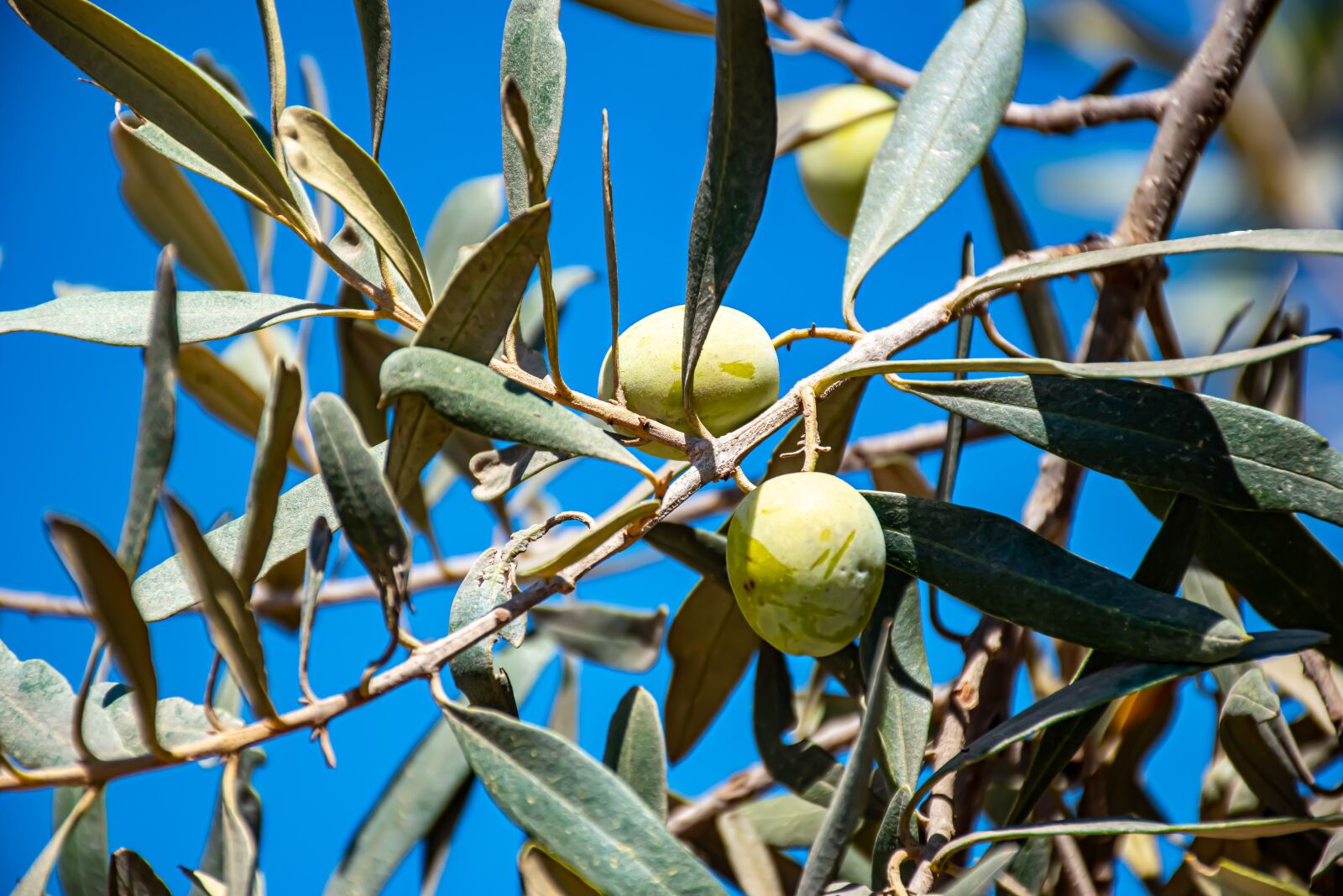 Nikon D5600 sample photo. Olives, green, food photography