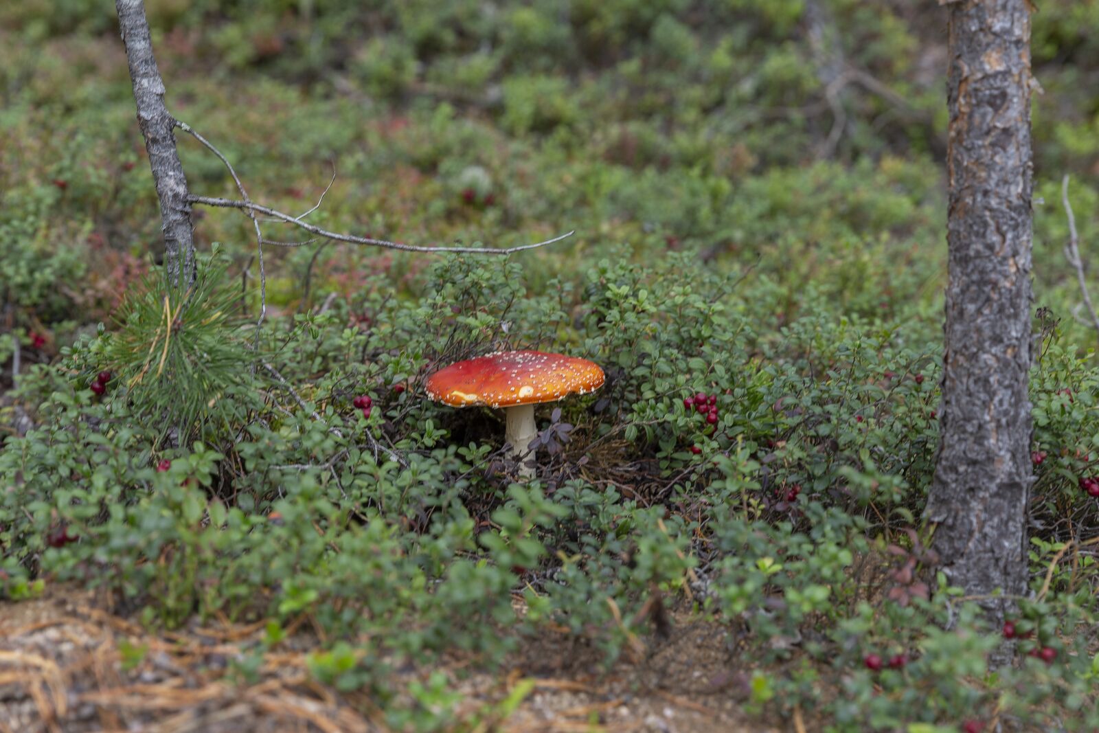 Canon EOS 6D sample photo. Mushroom, fungus, wild mushroom photography