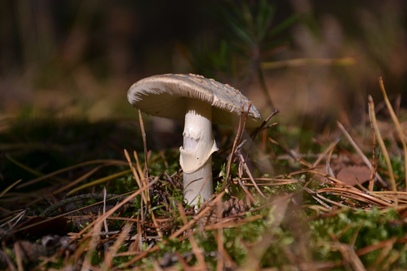 Nikon D3100 sample photo. Mushroom, forest, nature photography