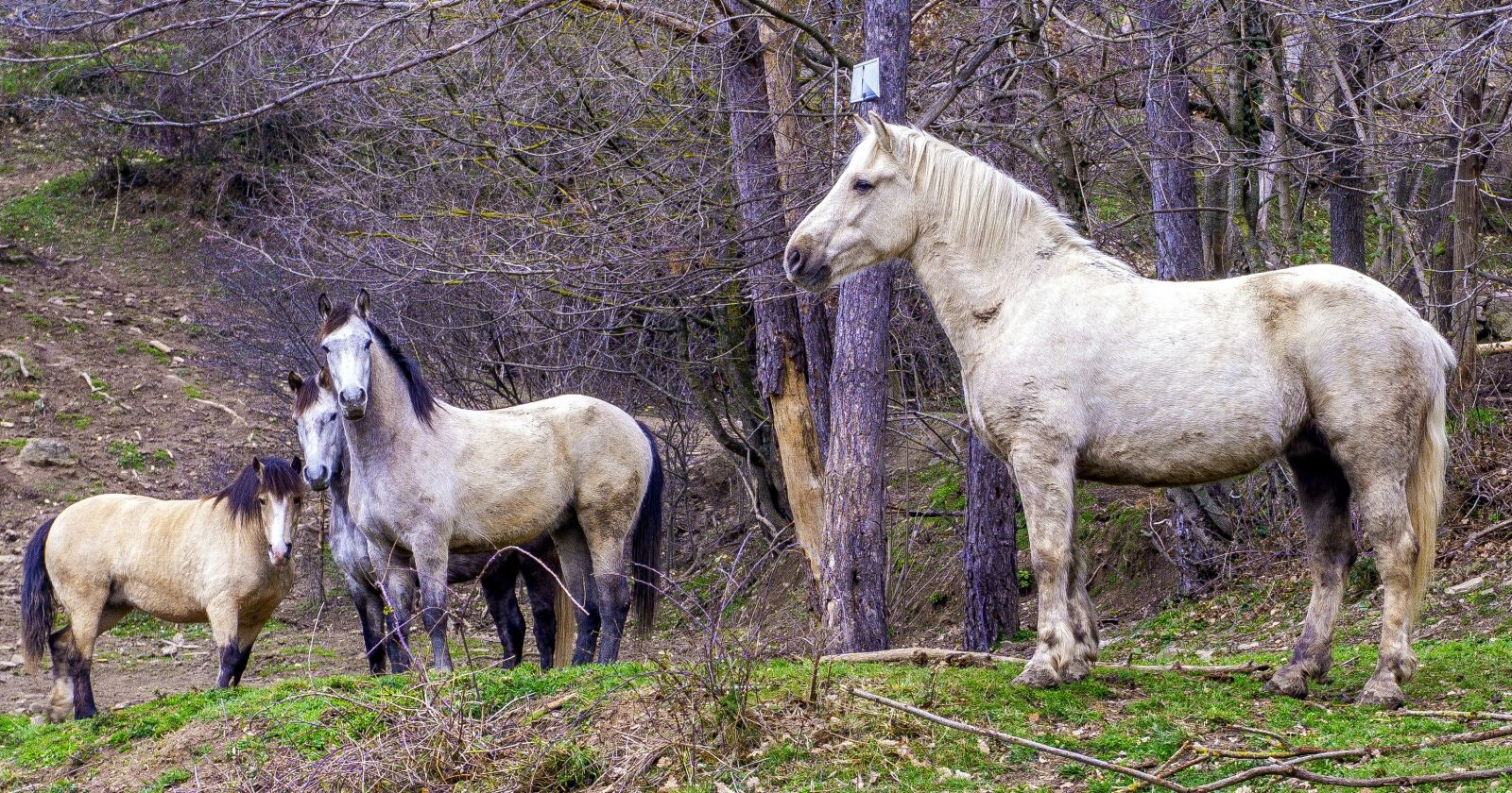 Sony E 16-50mm F3.5-5.6 PZ OSS sample photo. Horses, wild, equine photography