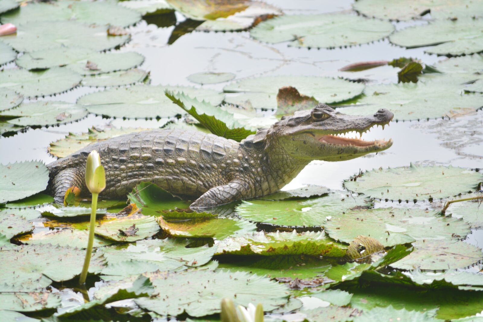Nikon D5200 sample photo. Lizard, reptile, crocodile photography